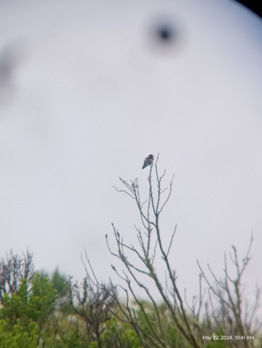 Colibrí de Costa - ML619461242