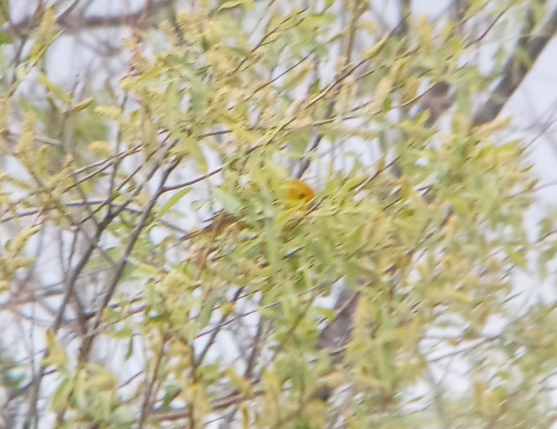 Yellow Warbler (Northern) - Kerah Braham