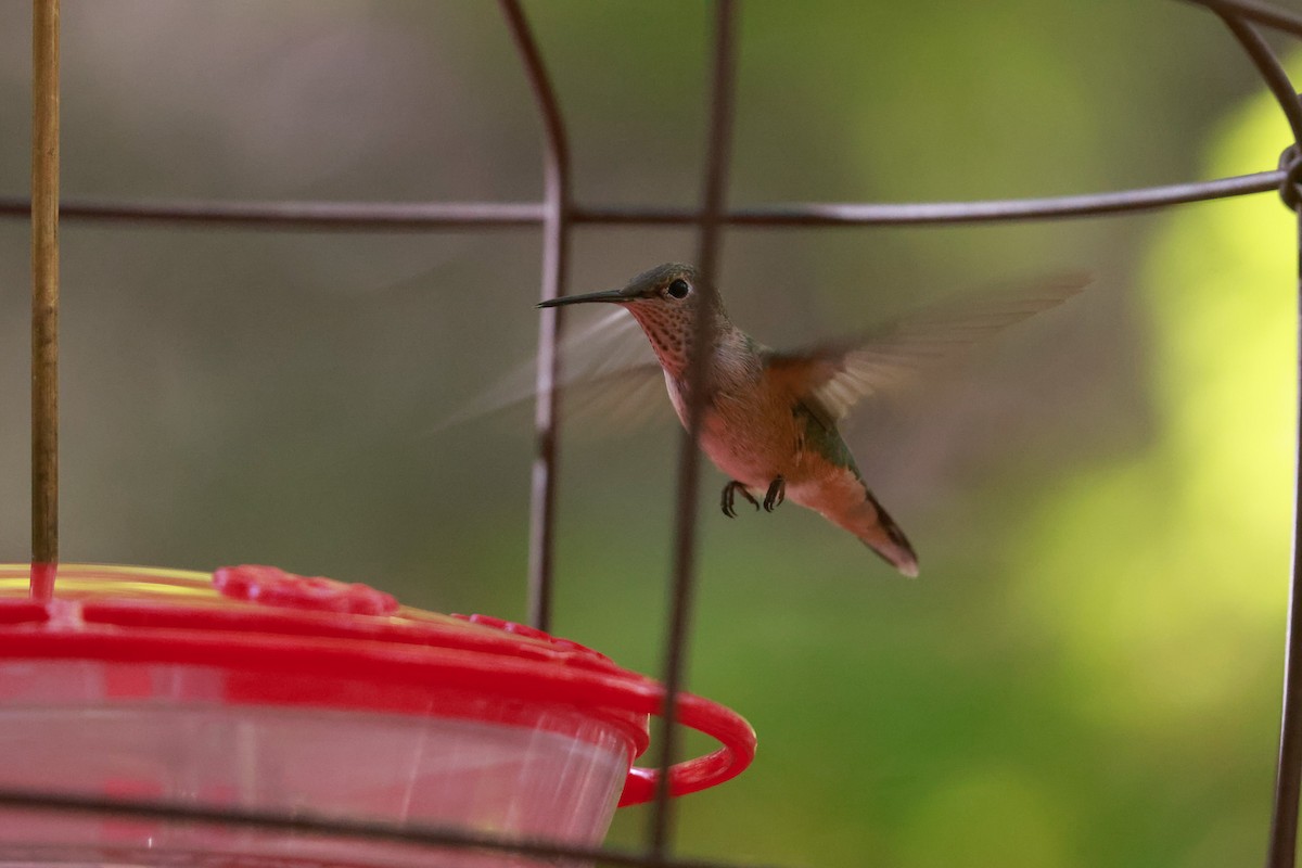 Broad-tailed Hummingbird - Joey McCracken
