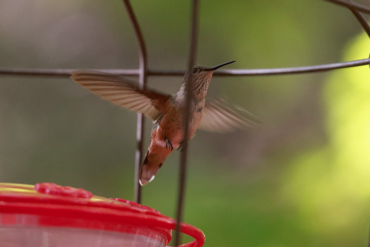 Broad-tailed Hummingbird - Joey McCracken