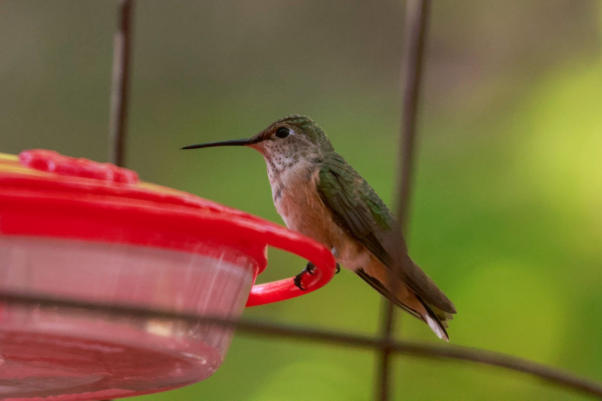 Broad-tailed Hummingbird - Joey McCracken