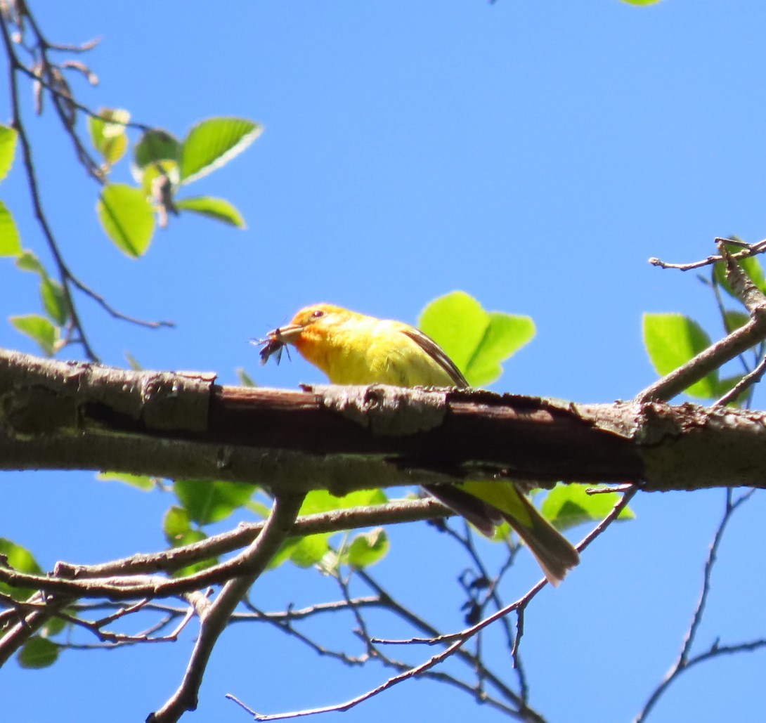 Western Tanager - Caroline K