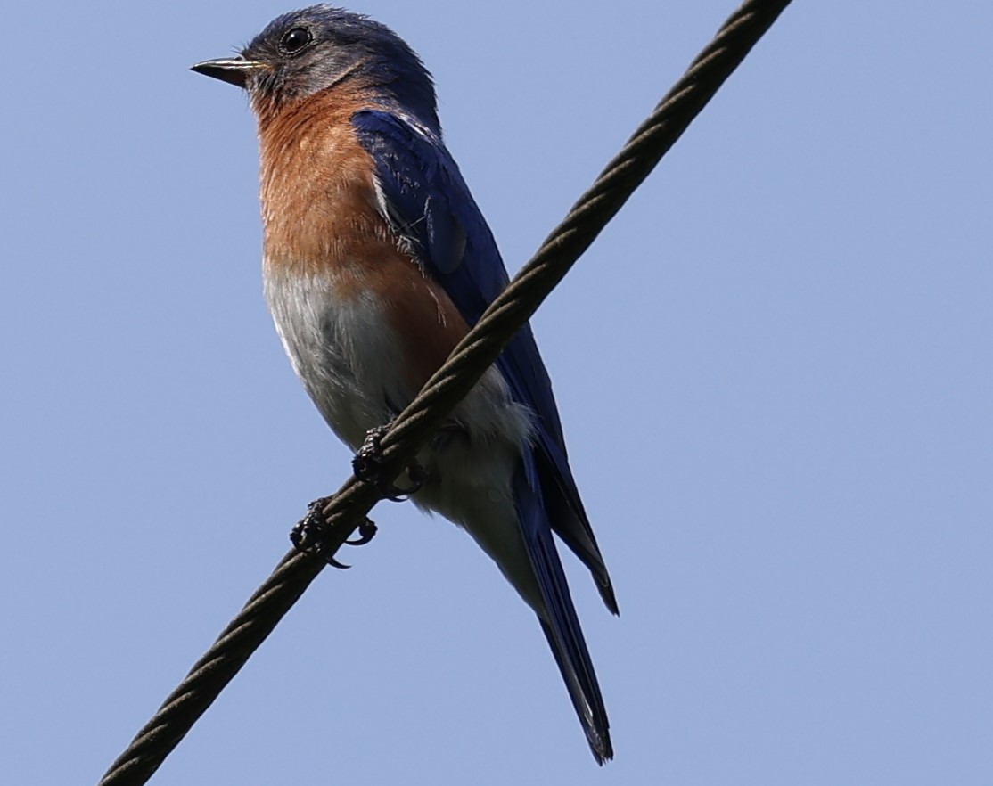 Eastern Bluebird - Duane Yarbrough