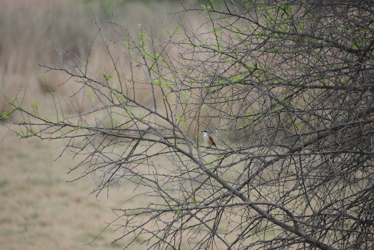 Long-tailed Shrike - Alyssa DeRubeis