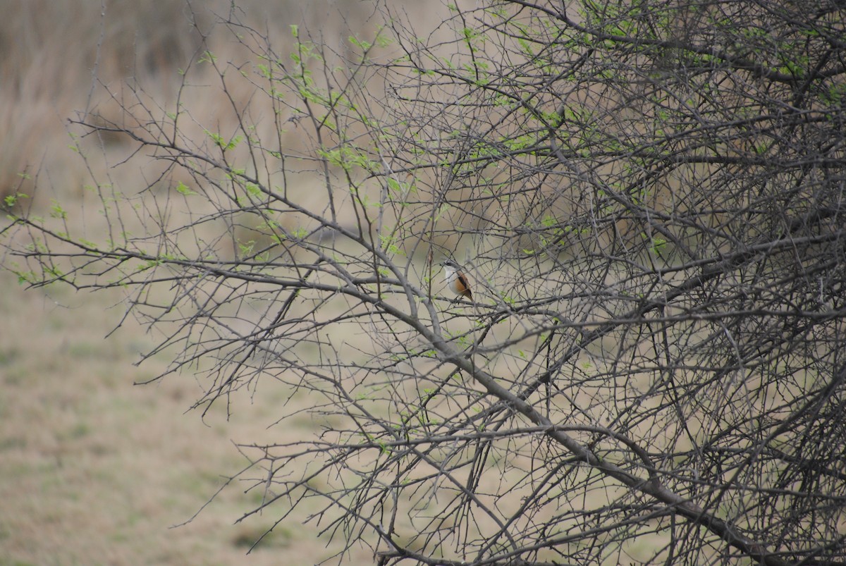 Long-tailed Shrike - Alyssa DeRubeis