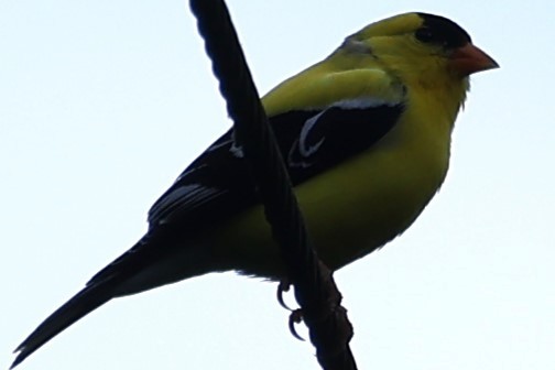 American Goldfinch - Duane Yarbrough