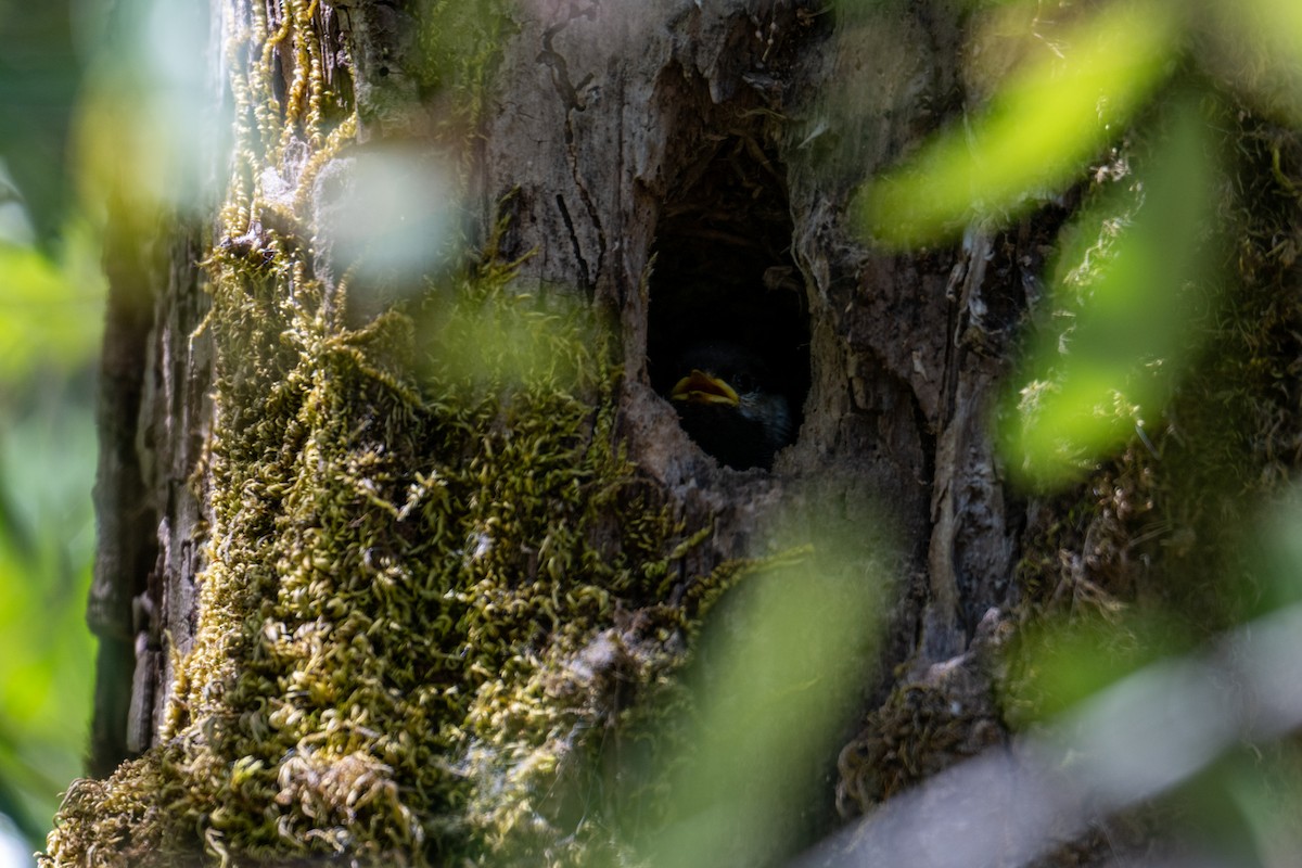 Chestnut-backed Chickadee - Melani King