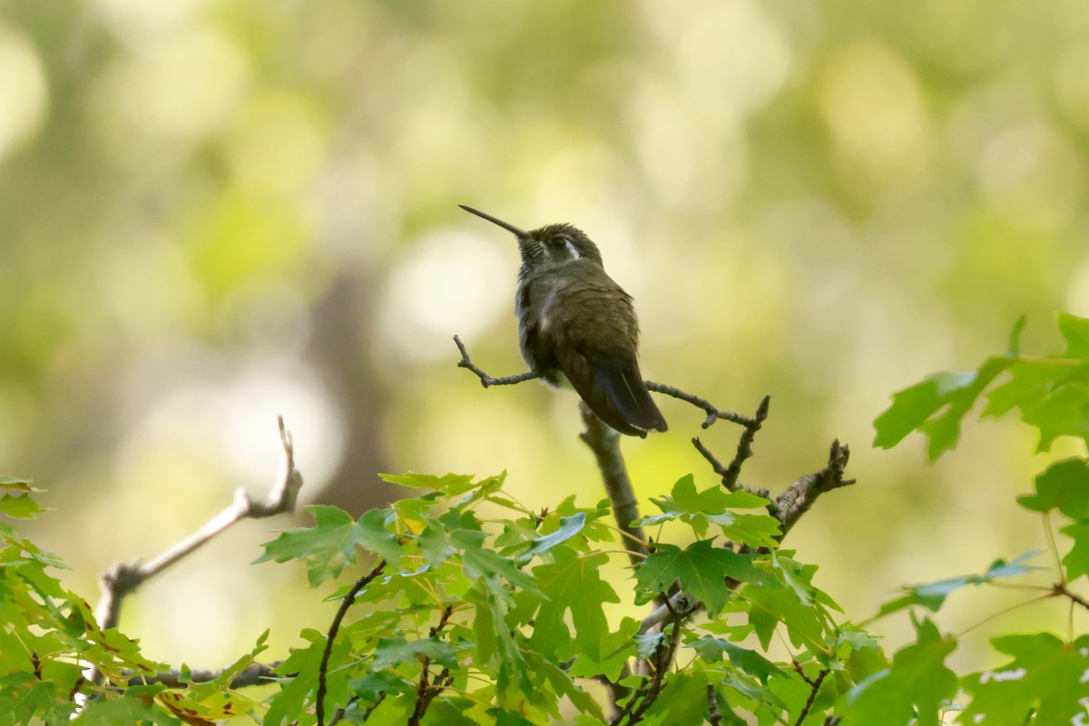 Blue-throated Mountain-gem - Joey McCracken