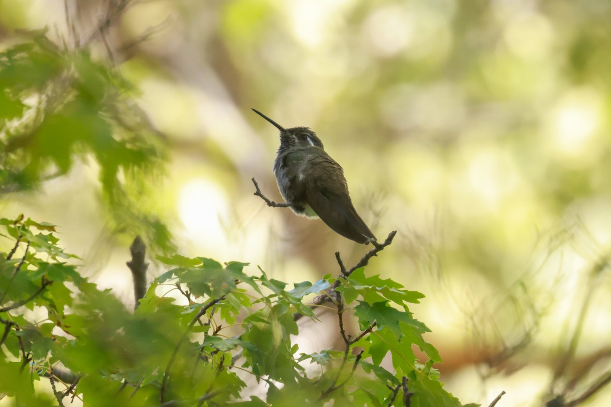 Blue-throated Mountain-gem - Joey McCracken