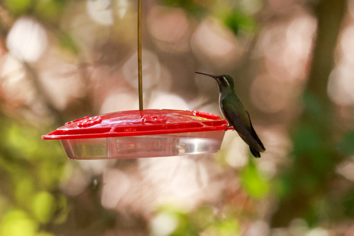 Blue-throated Mountain-gem - Joey McCracken