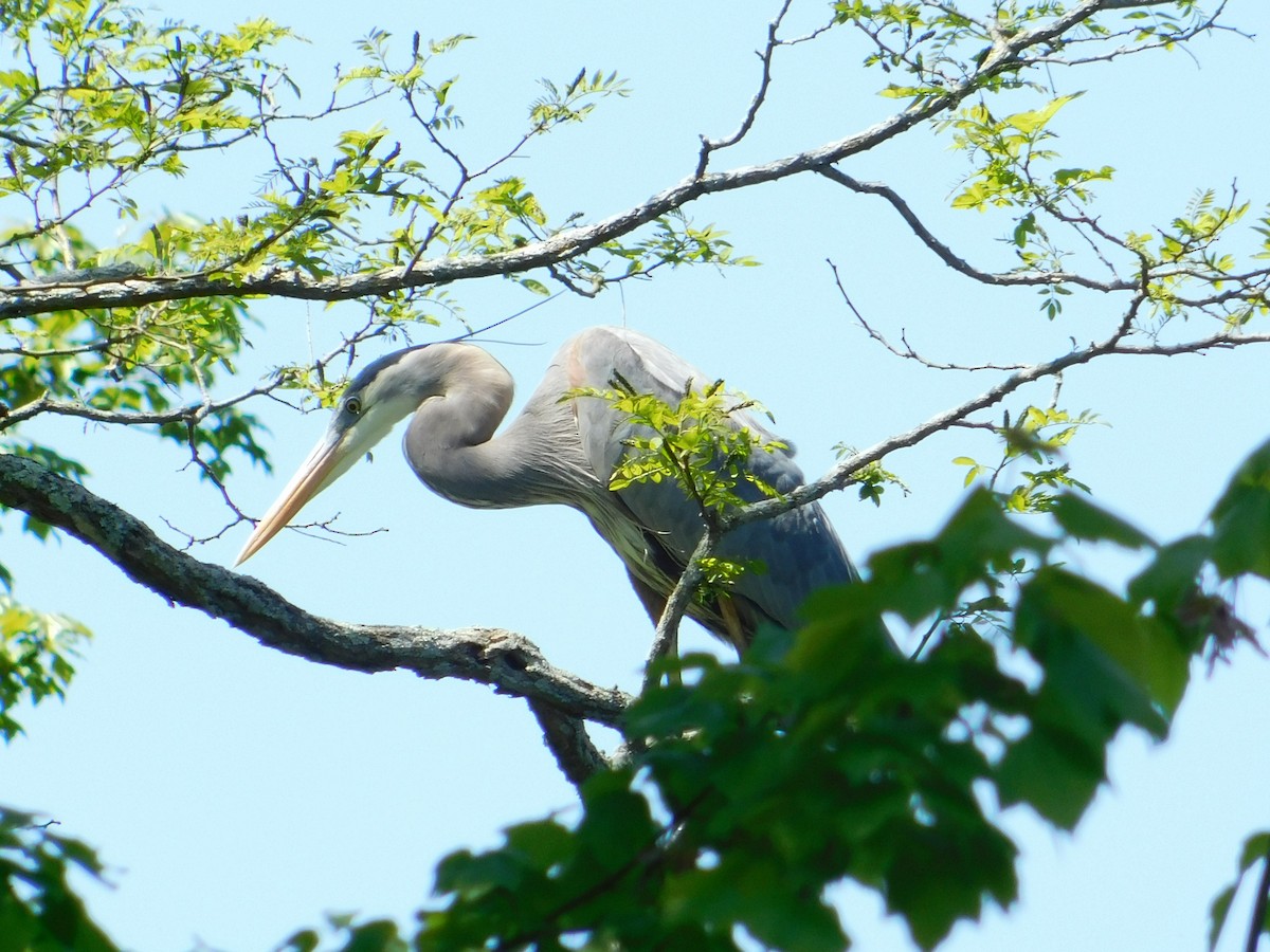 Great Blue Heron - Meeting Place Group