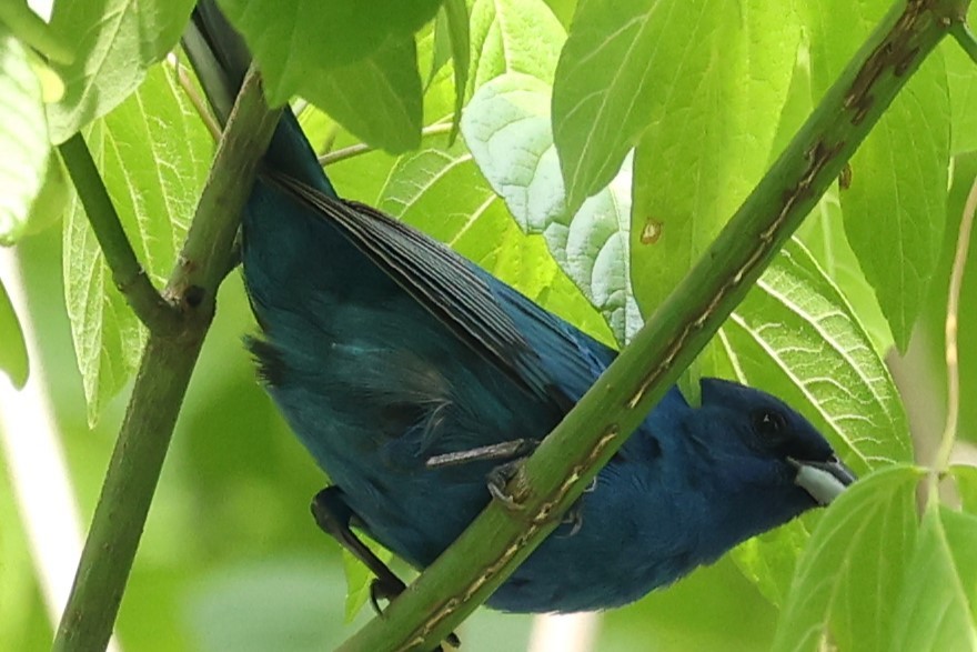 Indigo Bunting - Duane Yarbrough