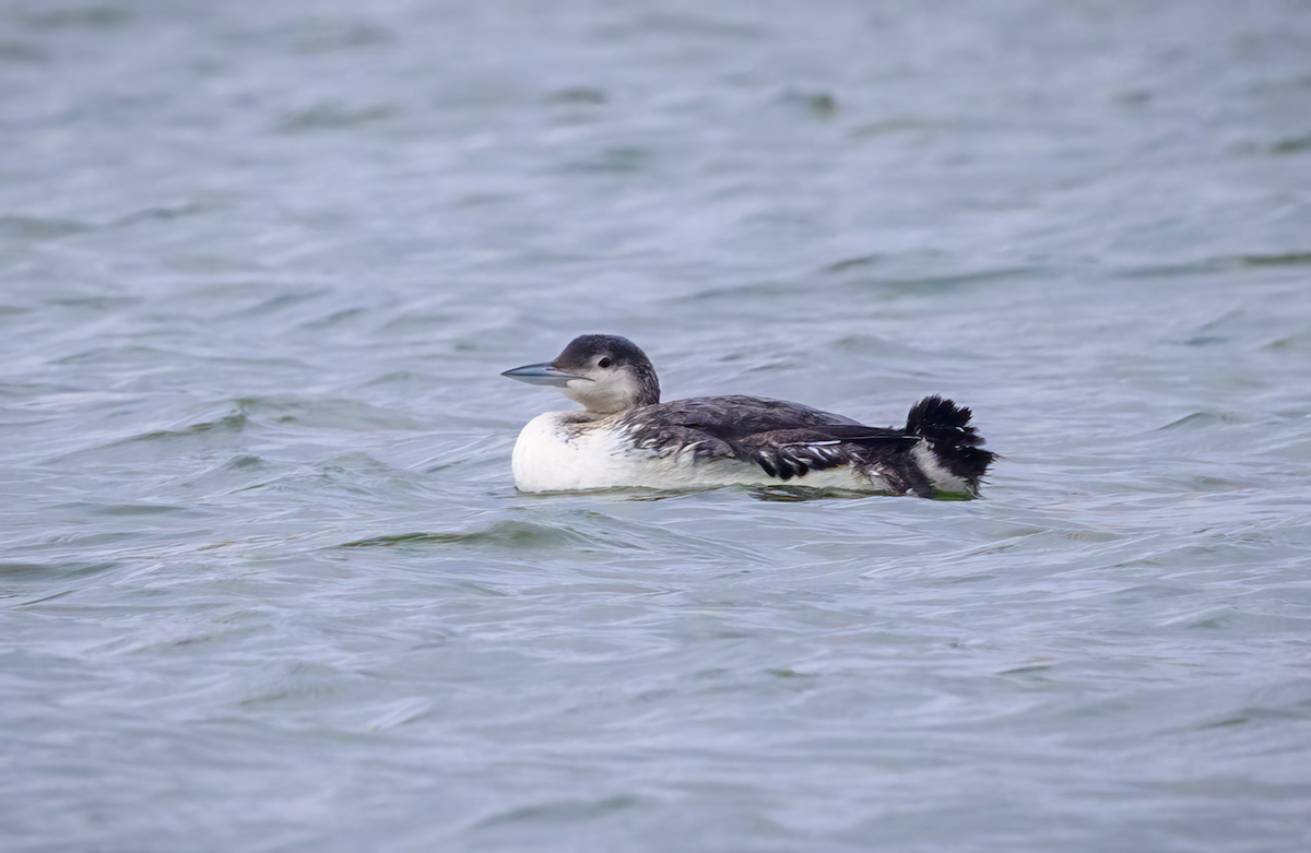 Common Loon - Frank Farese