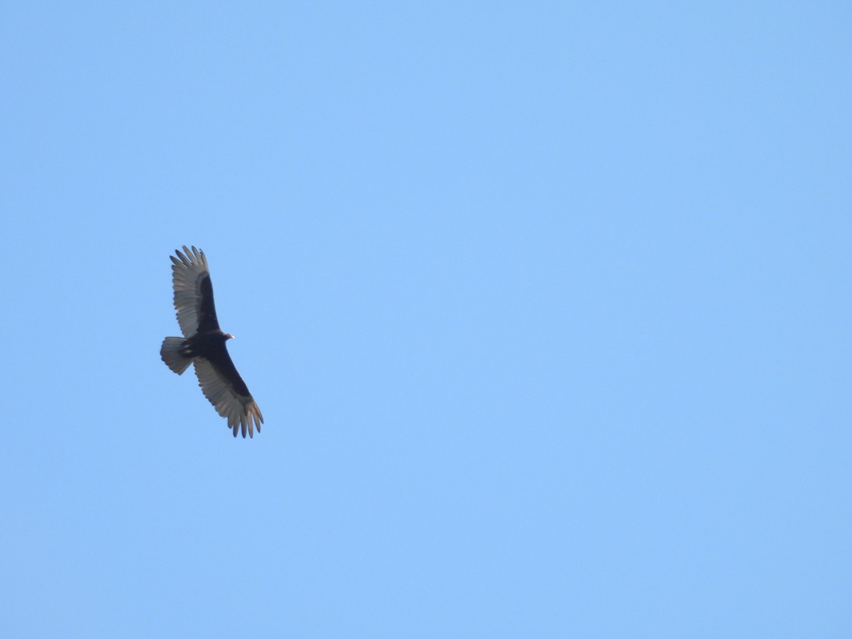 Turkey Vulture - Juan Ramírez