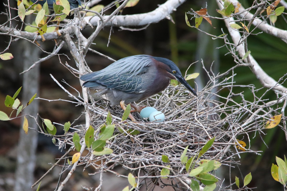 Green Heron - Andy M