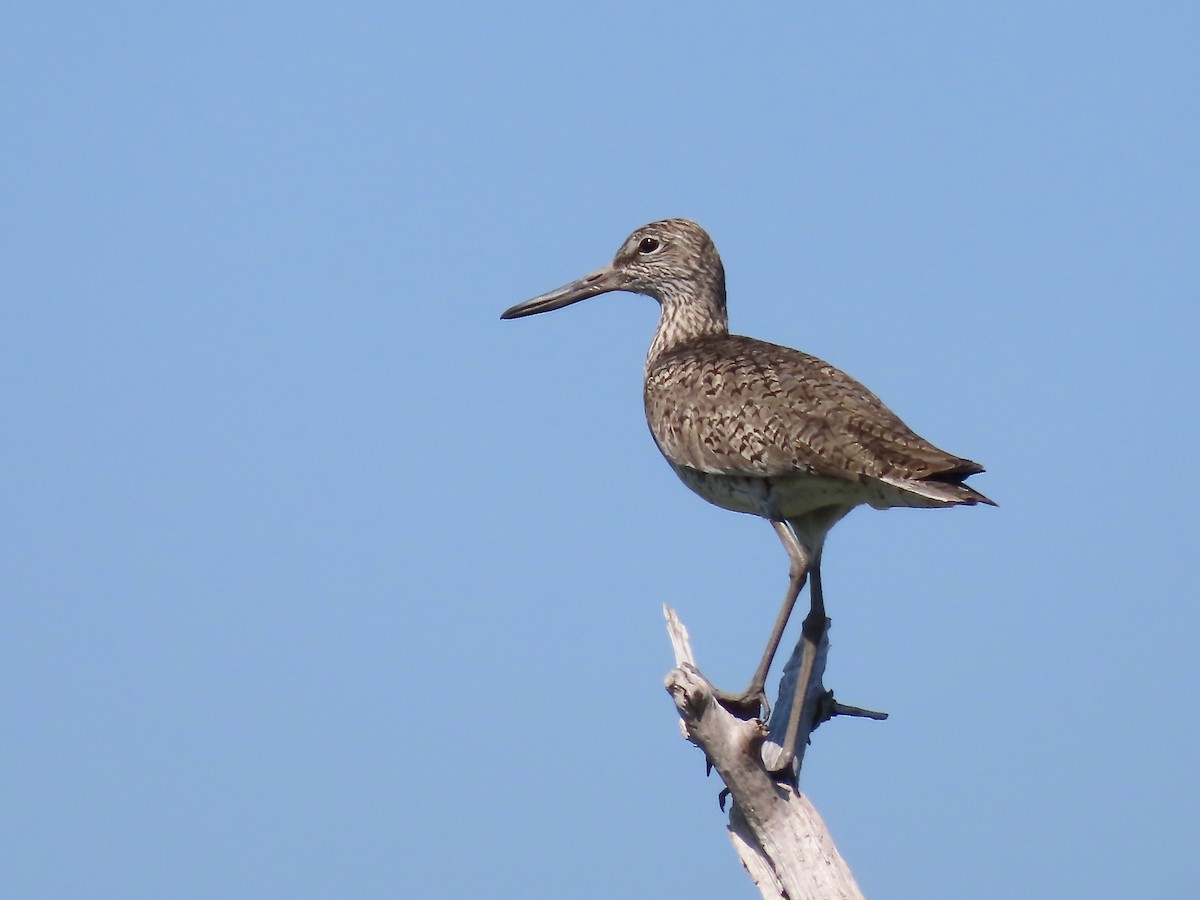 Willet - Marjorie Watson