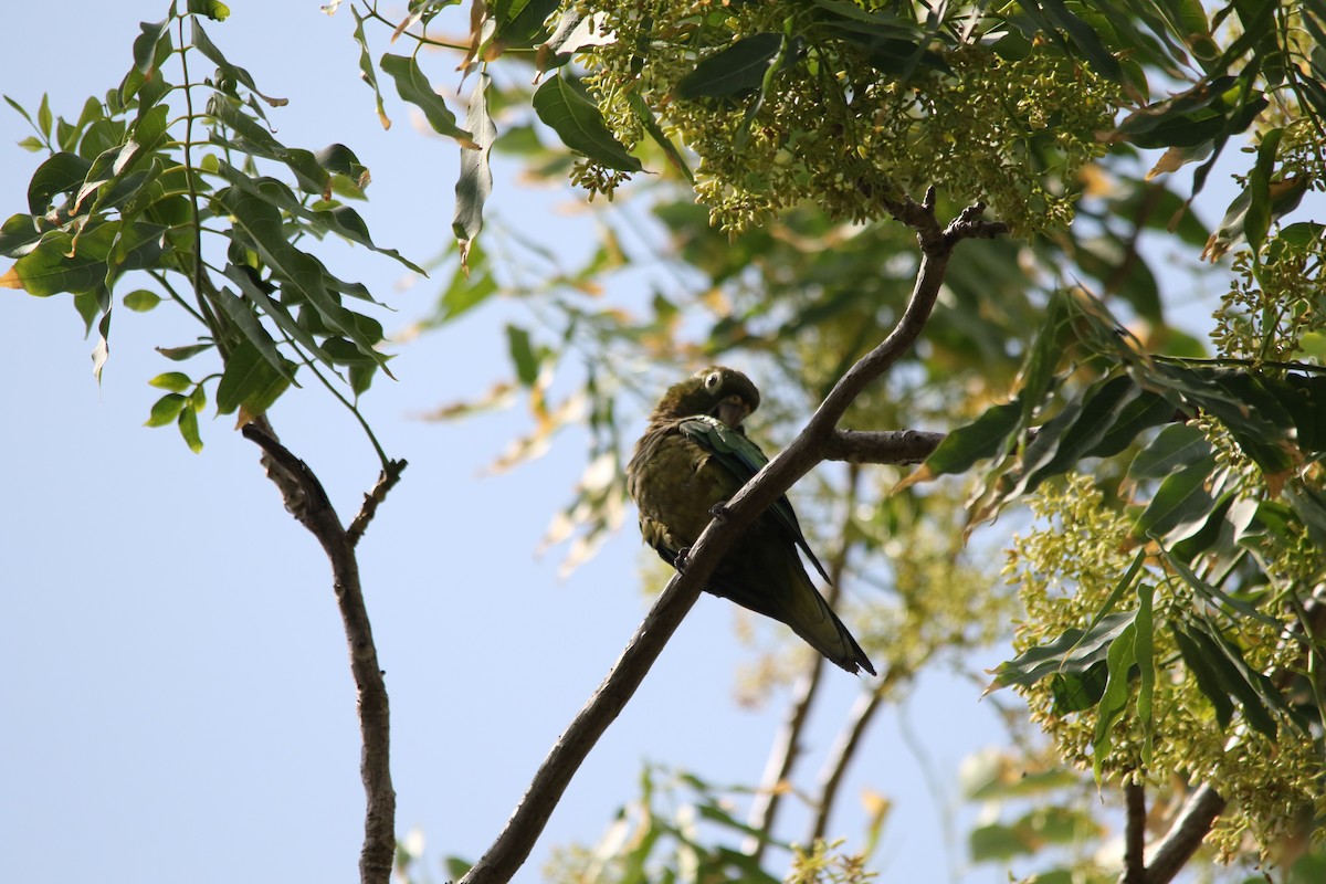 Olive-throated Parakeet - ML619461315