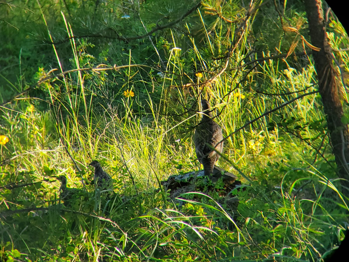 Dusky Grouse - Mark Swanson