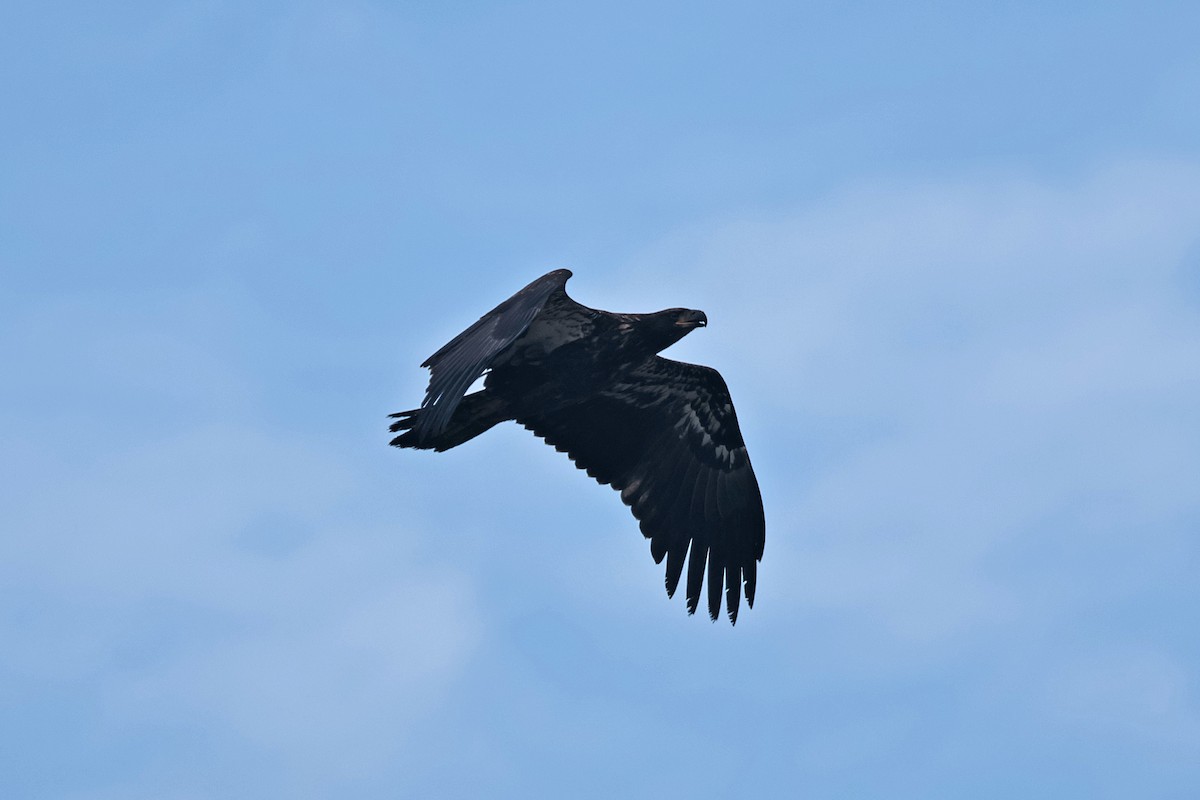 Bald Eagle - Claude Auchu