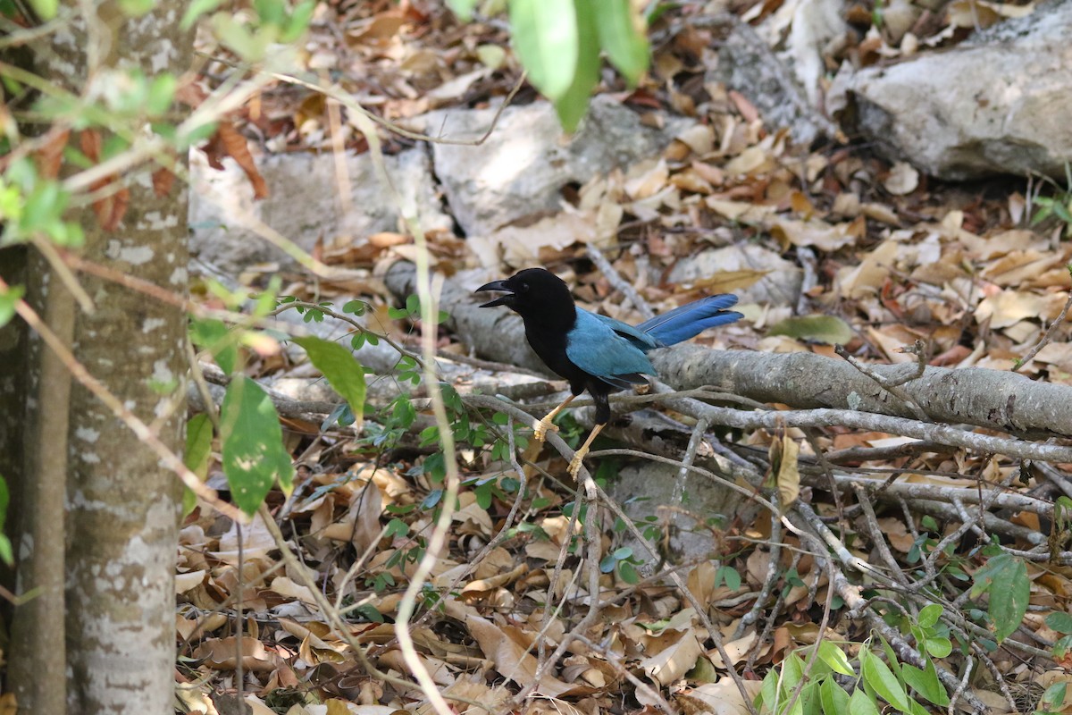 Yucatan Jay - Andy M