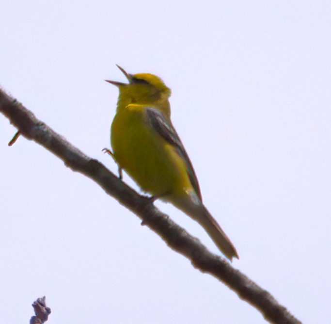 Blue-winged Warbler - Sue Riffe