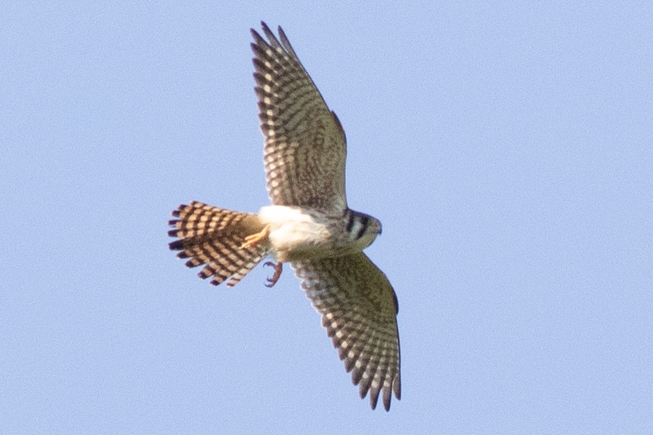 American Kestrel - David Brown