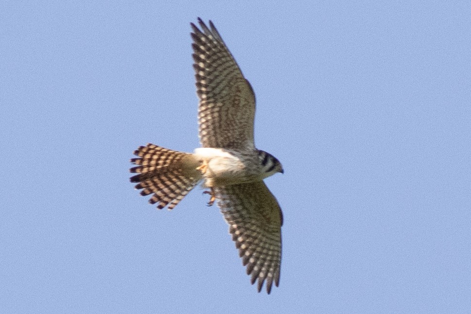 American Kestrel - David Brown