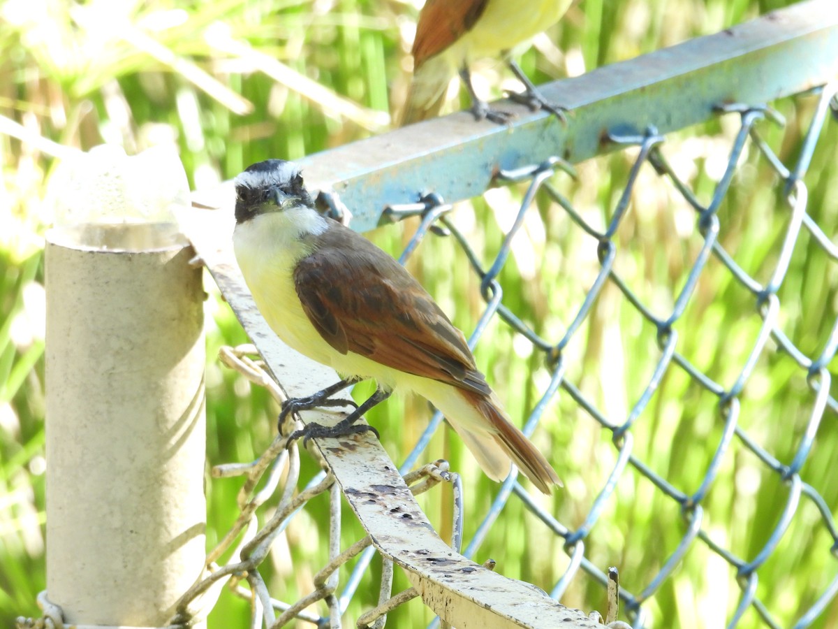 Great Kiskadee - Juan Ramírez