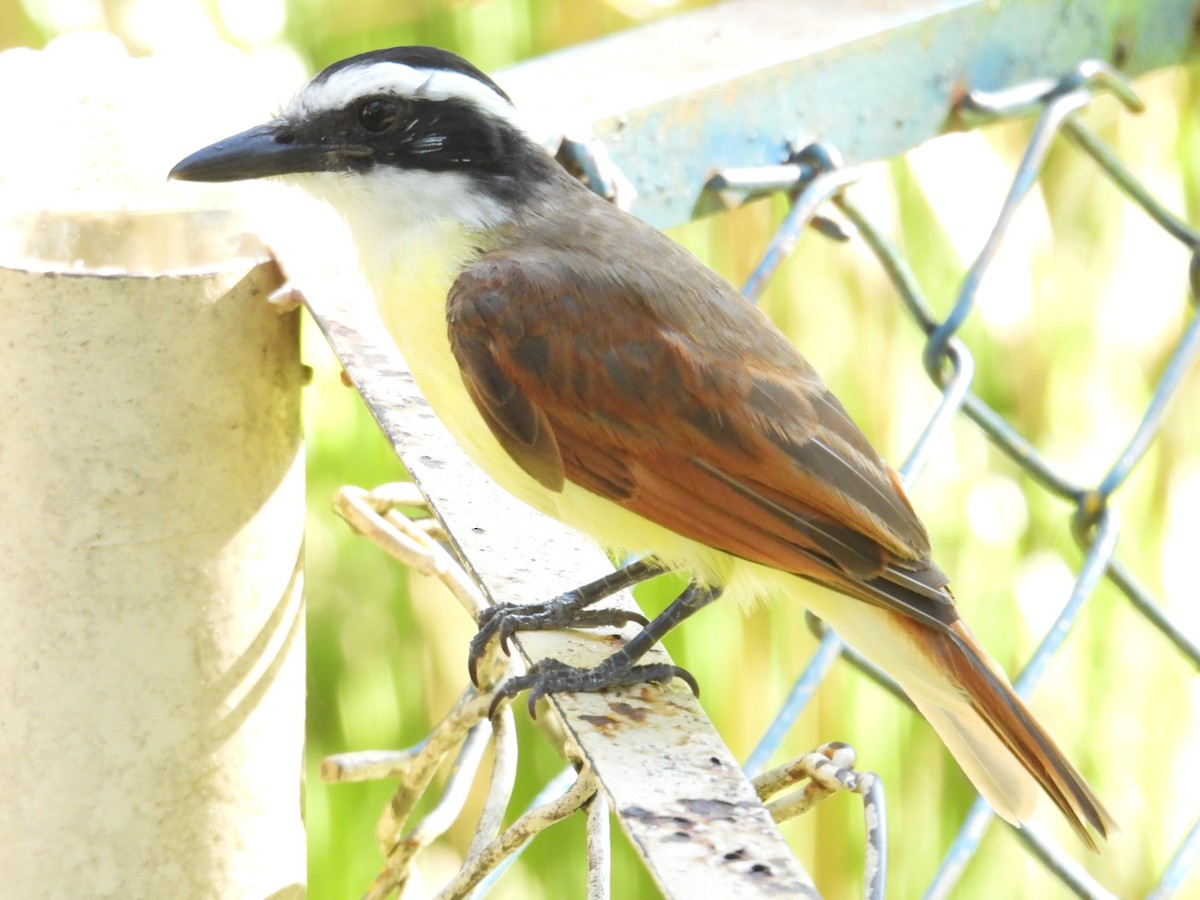 Great Kiskadee - Juan Ramírez