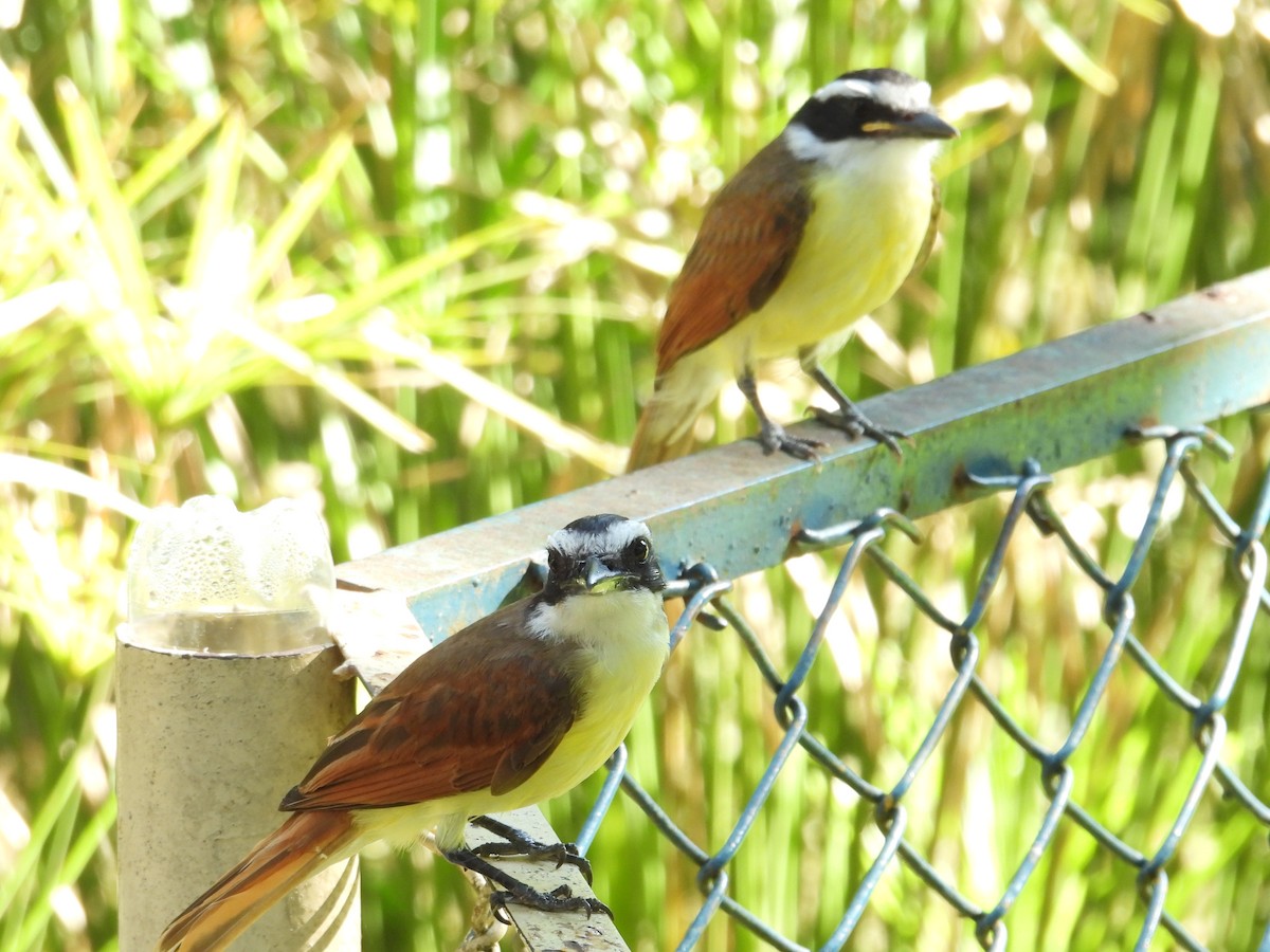 Great Kiskadee - Juan Ramírez