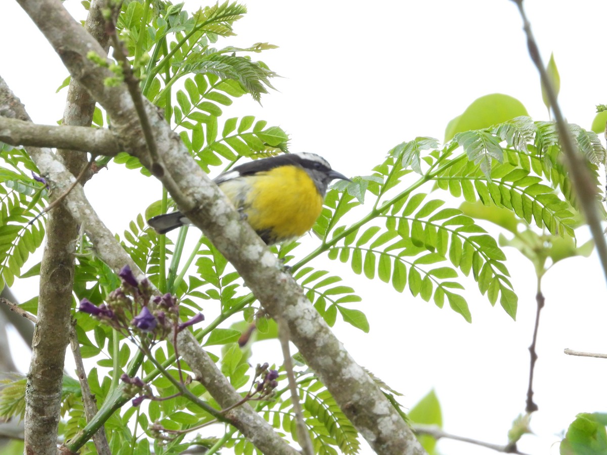 Bananaquit - Manuel Pérez R.