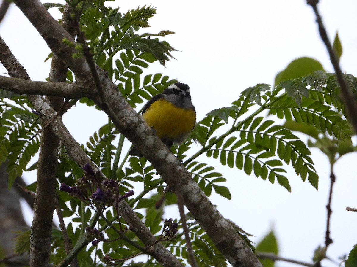 Bananaquit - Manuel Pérez R.