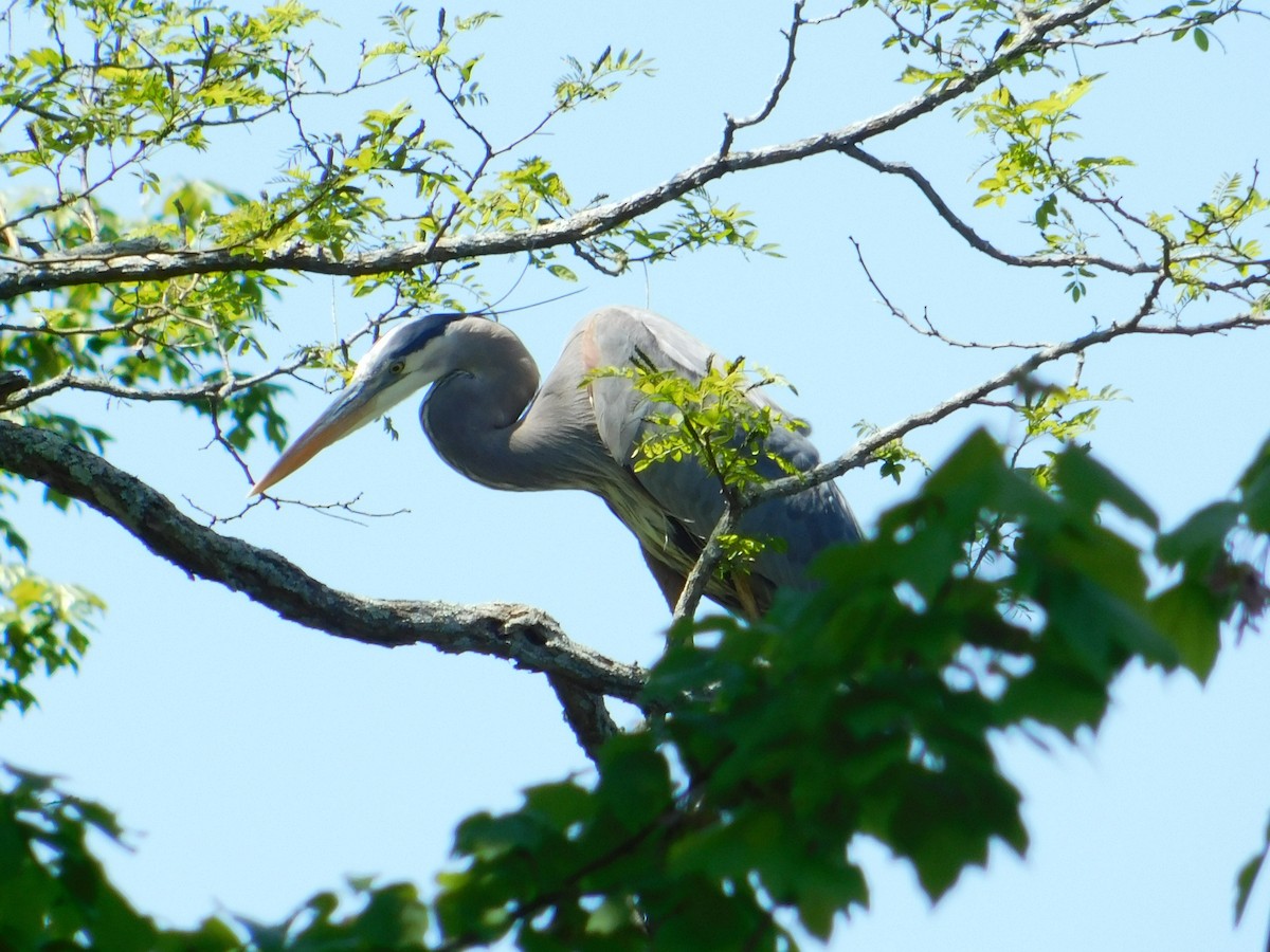 Great Blue Heron - Meeting Place Group