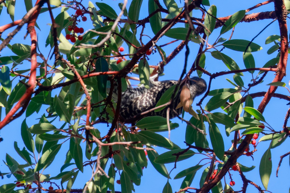 Williamson's Sapsucker - Joey McCracken