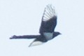 Black-billed Magpie - David Brown