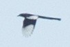 Black-billed Magpie - David Brown