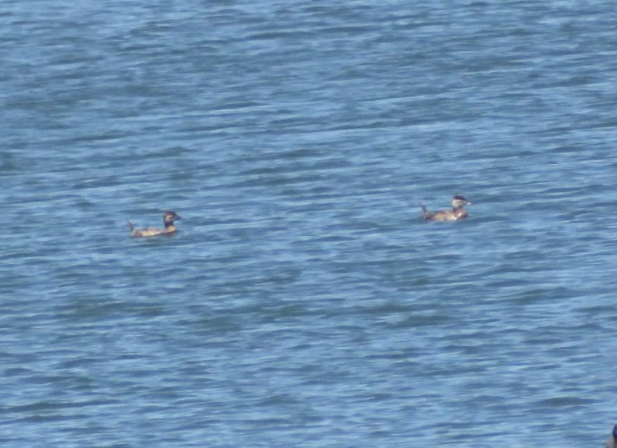 Ruddy Duck - ML619461378