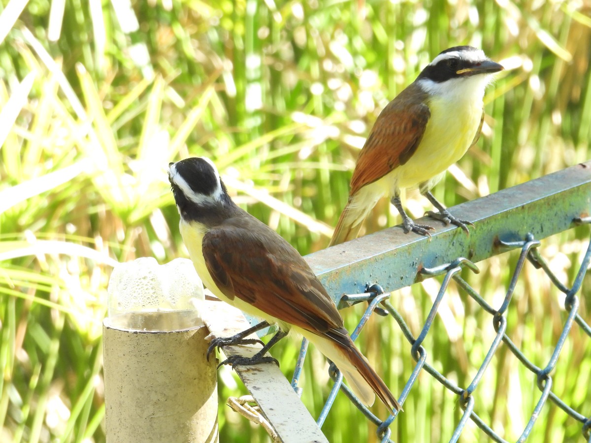 Great Kiskadee - Juan Ramírez