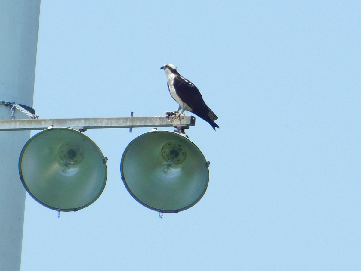 Osprey - Meeting Place Group