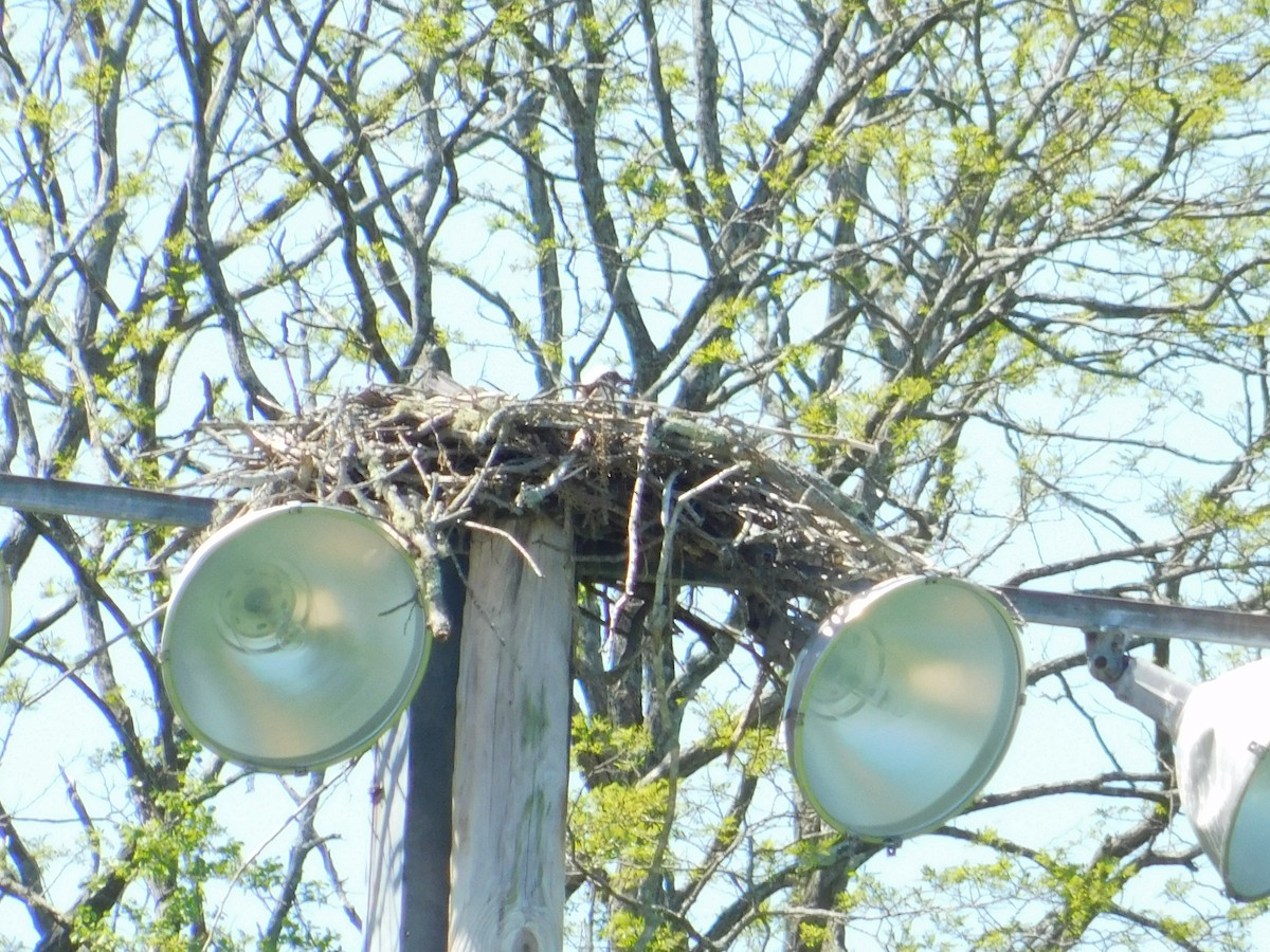 Osprey - Meeting Place Group