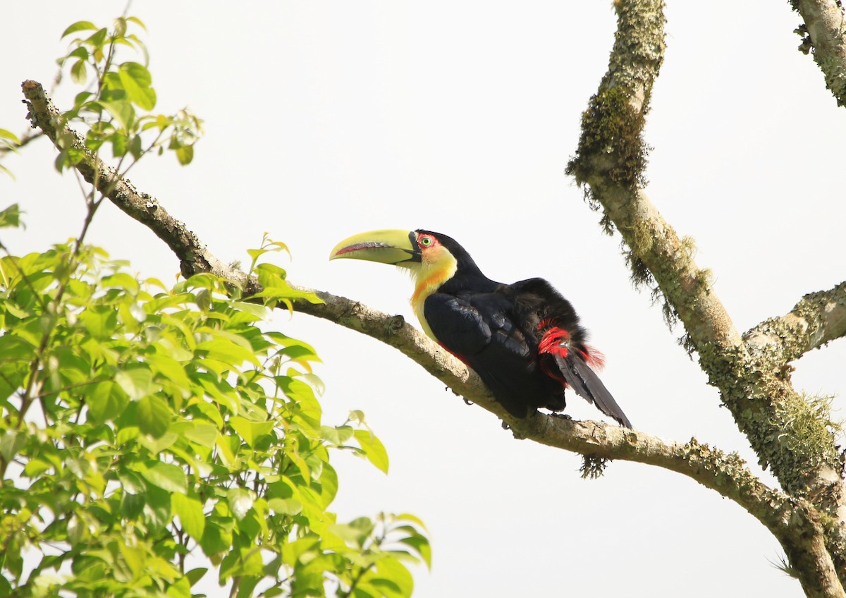 Red-breasted Toucan - Luiz Anjos