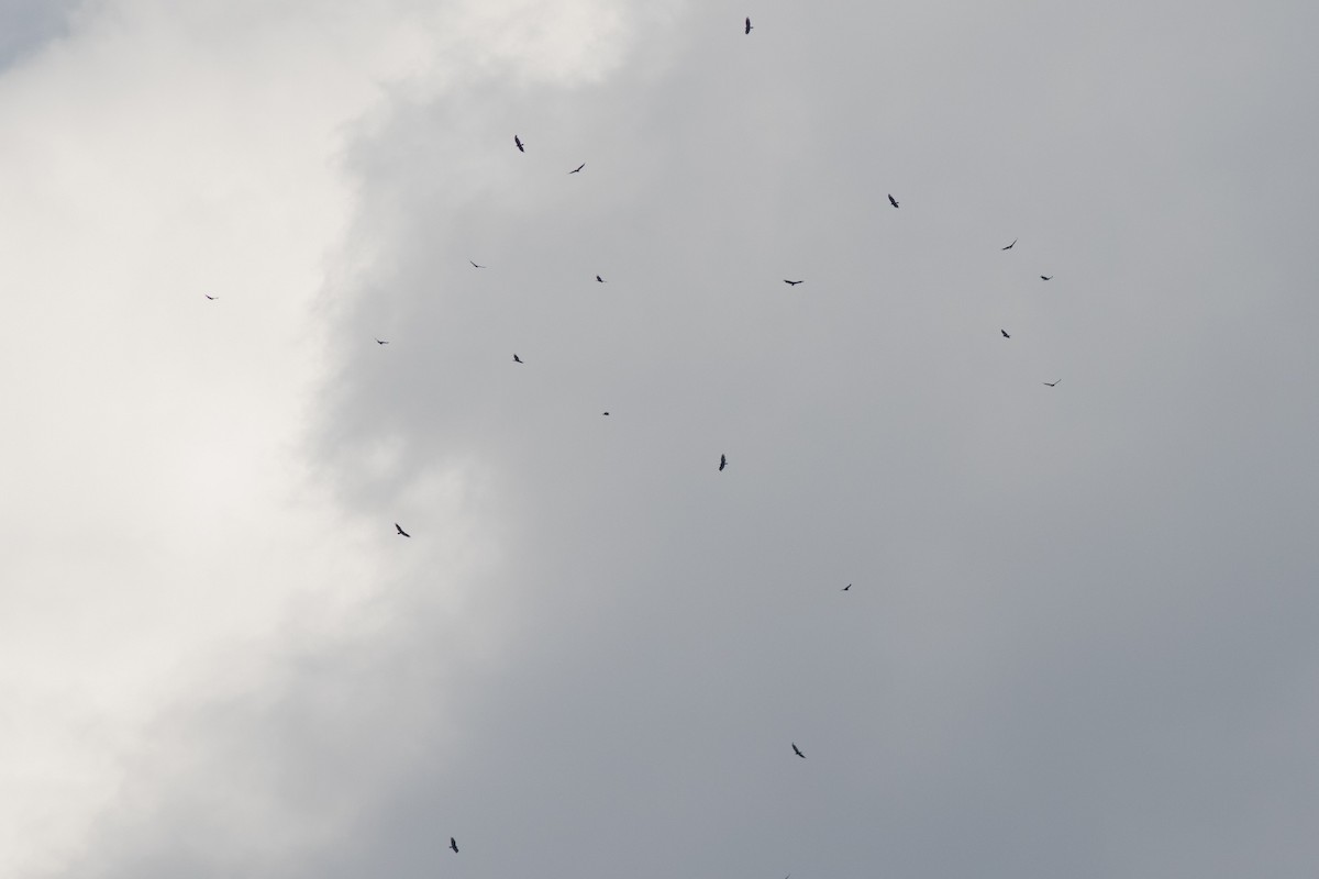 Turkey Vulture - David Brown