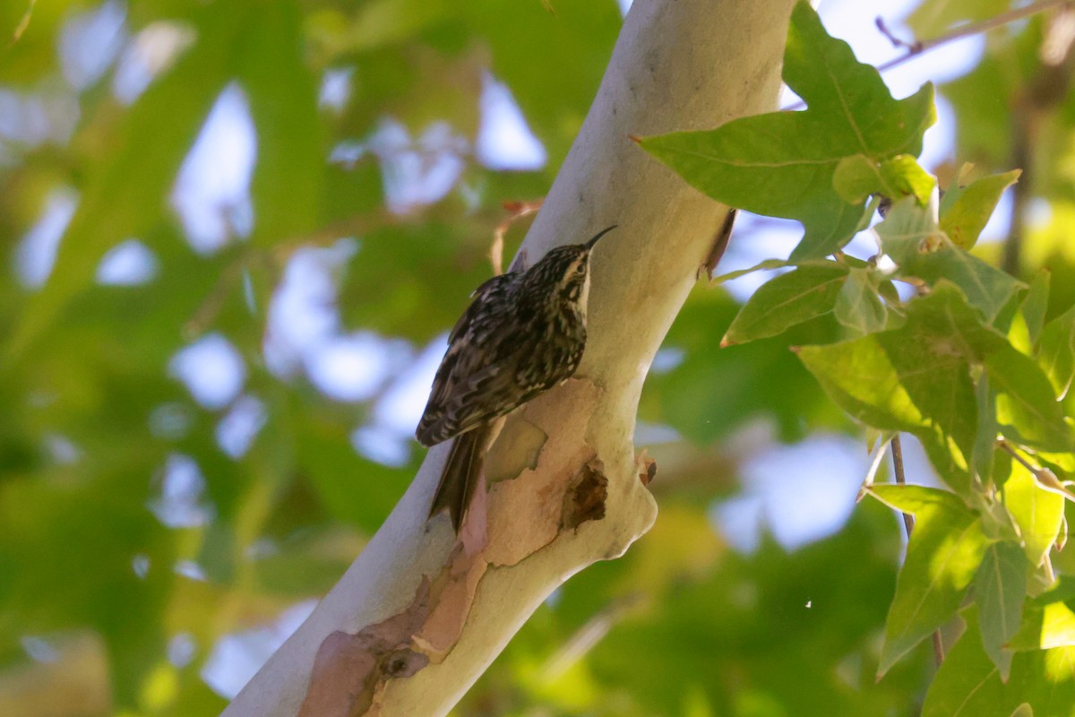 Brown Creeper - Joey McCracken