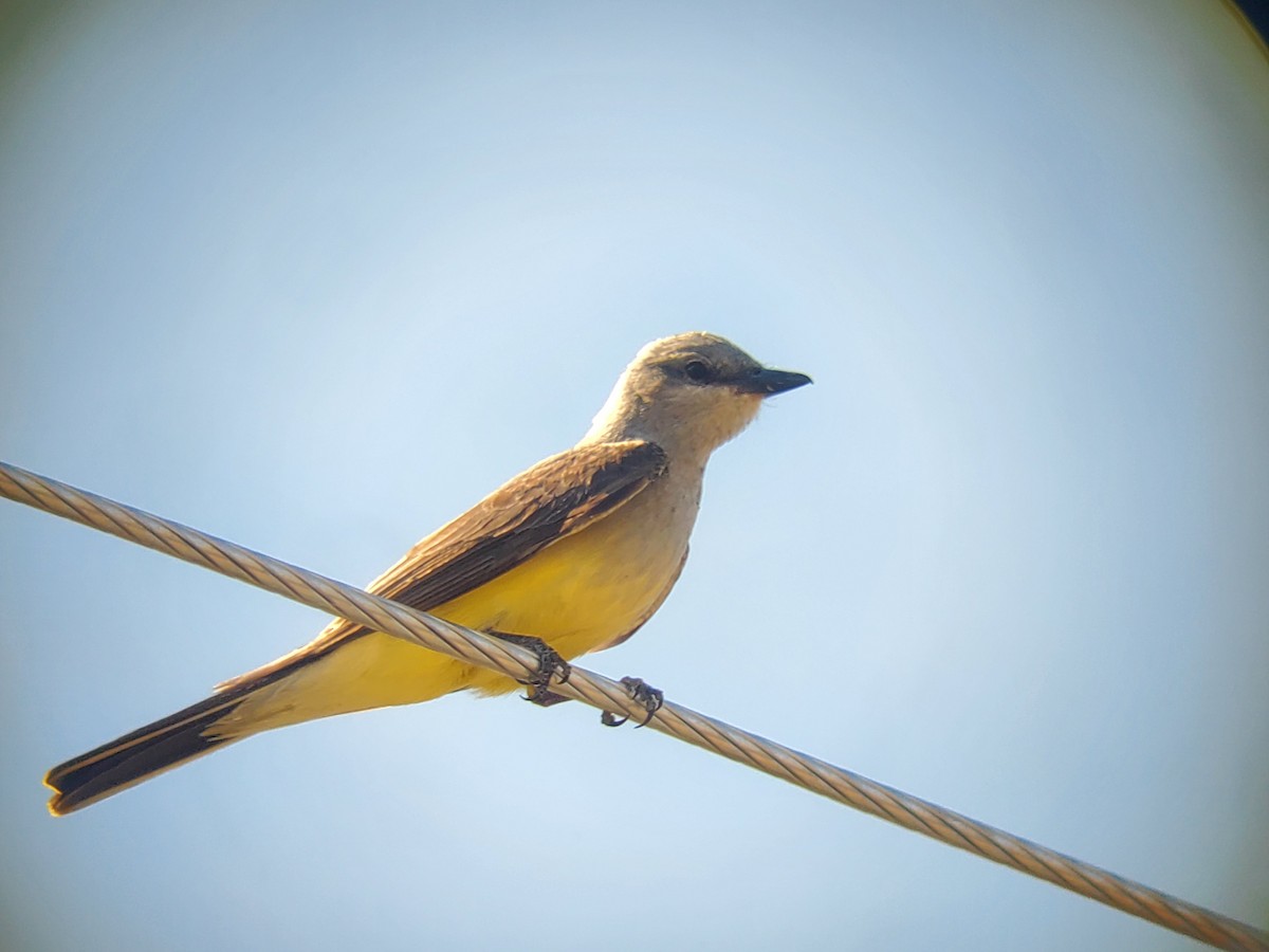 Western Kingbird - Mark Swanson