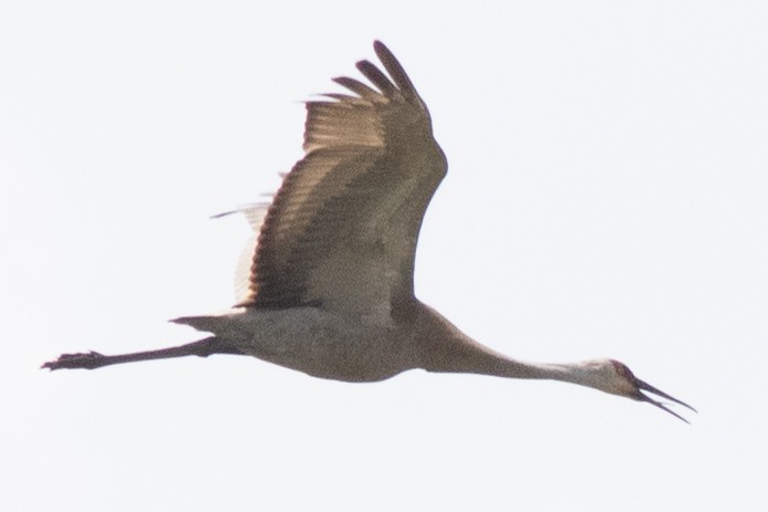 Sandhill Crane - David Brown