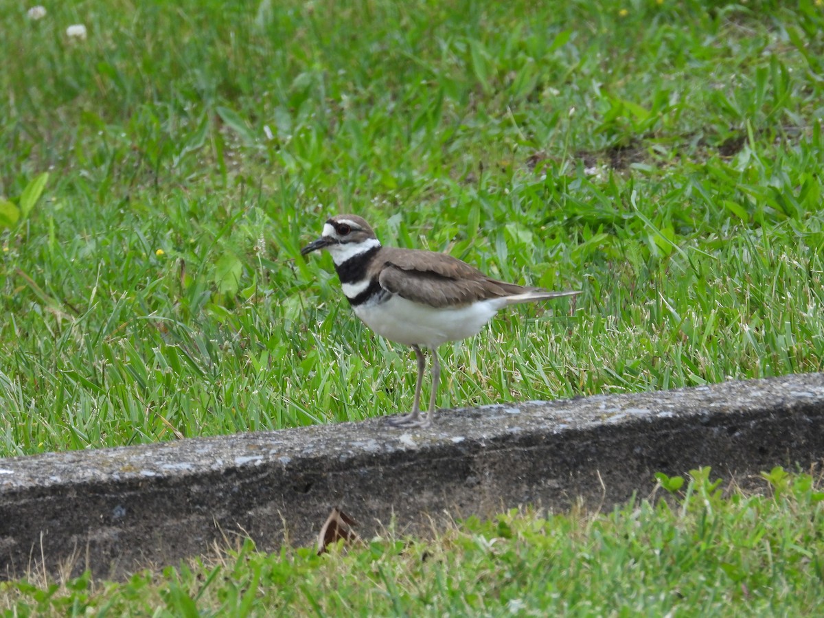 Killdeer - Tracy Mosebey