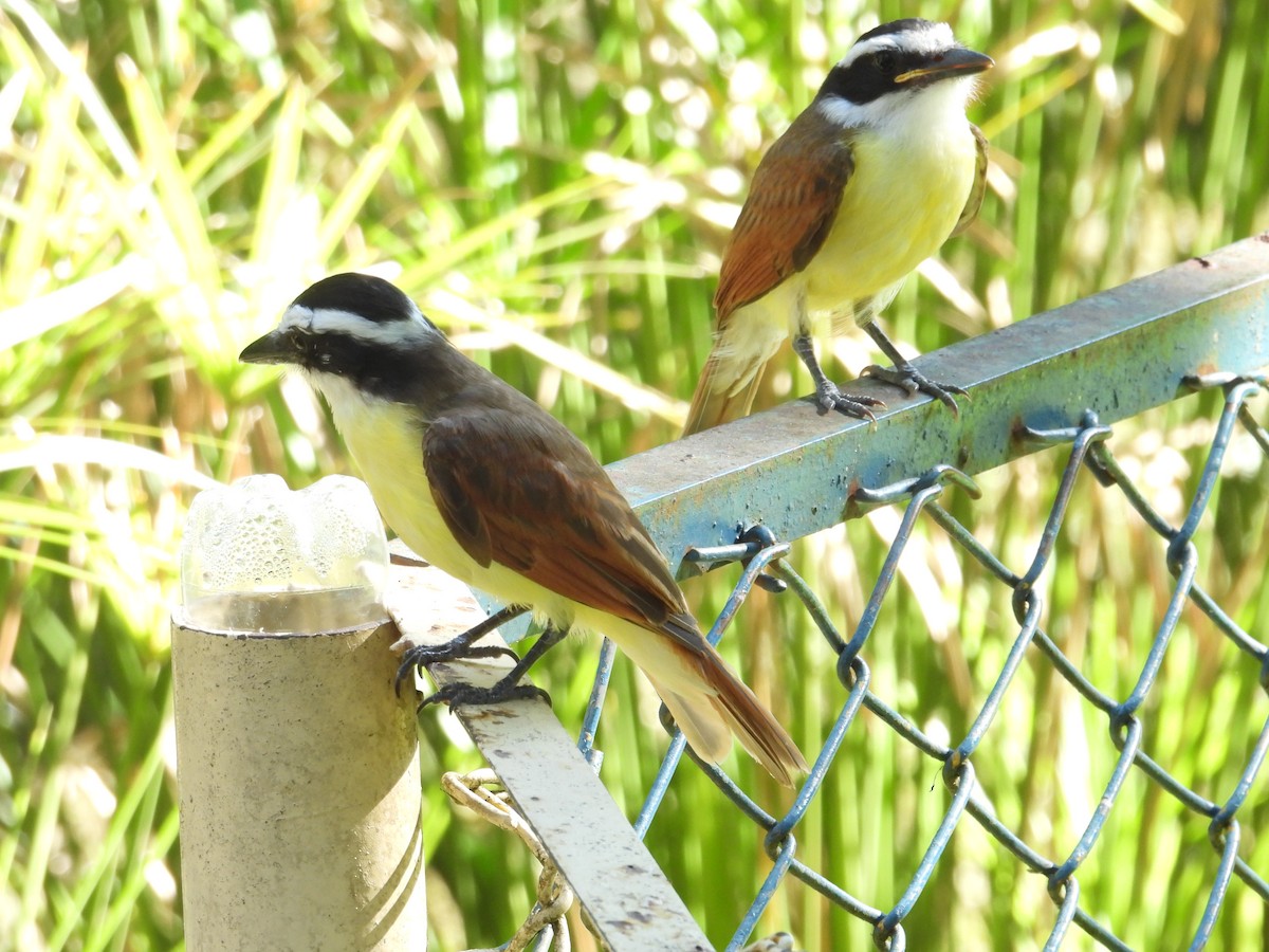 Great Kiskadee - Juan Ramírez