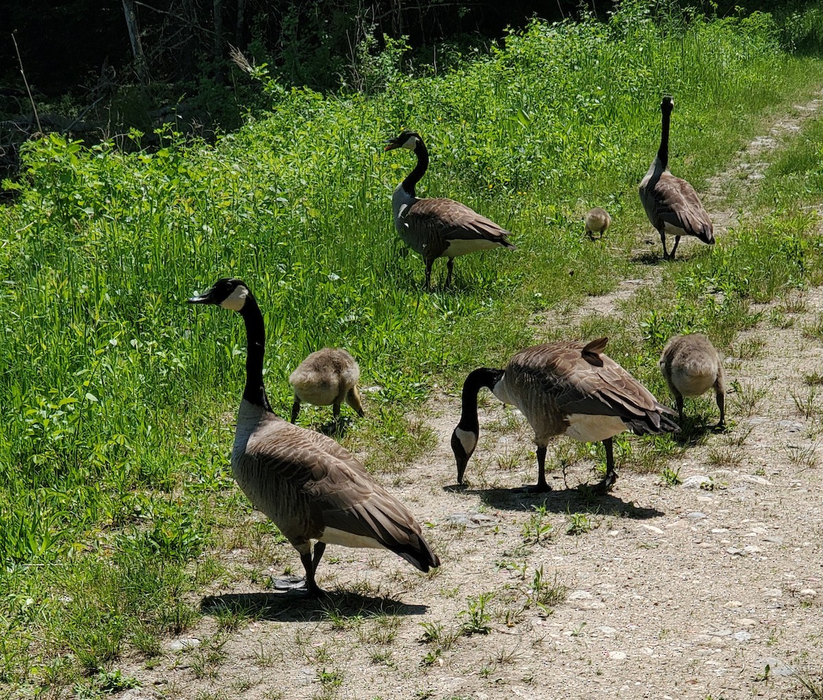 Canada Goose - Laura Pagano