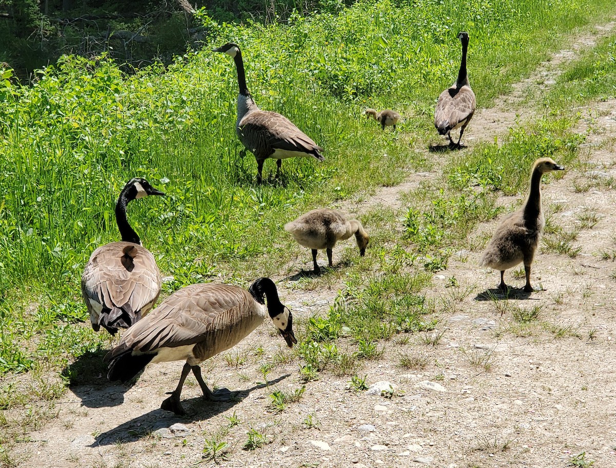 Canada Goose - Laura Pagano