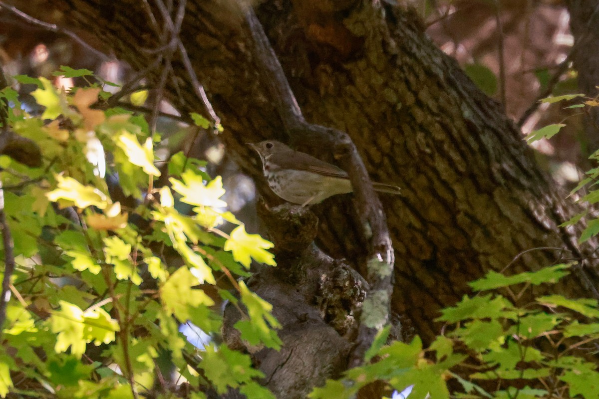 Hermit Thrush - ML619461440